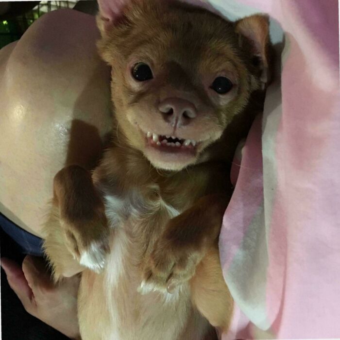 87 Soul-Soothing Photos Of Adopted Pets To Bring The Instant Warm Fuzzies (October Edition) 87 Soul-Soothing Photos Of Adopted Pets To Bring The Instant Warm Fuzzies (October Edition)