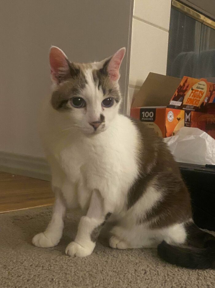 87 Soul-Soothing Photos Of Adopted Pets To Bring The Instant Warm Fuzzies (October Edition) 87 Soul-Soothing Photos Of Adopted Pets To Bring The Instant Warm Fuzzies (October Edition)