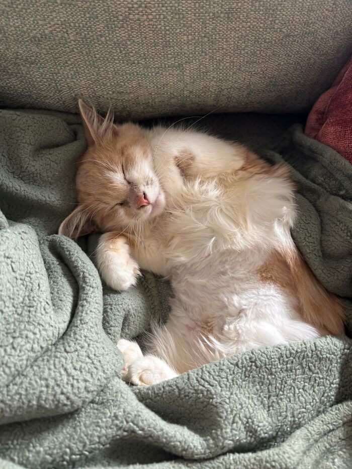 87 Soul-Soothing Photos Of Adopted Pets To Bring The Instant Warm Fuzzies (October Edition) 87 Soul-Soothing Photos Of Adopted Pets To Bring The Instant Warm Fuzzies (October Edition)