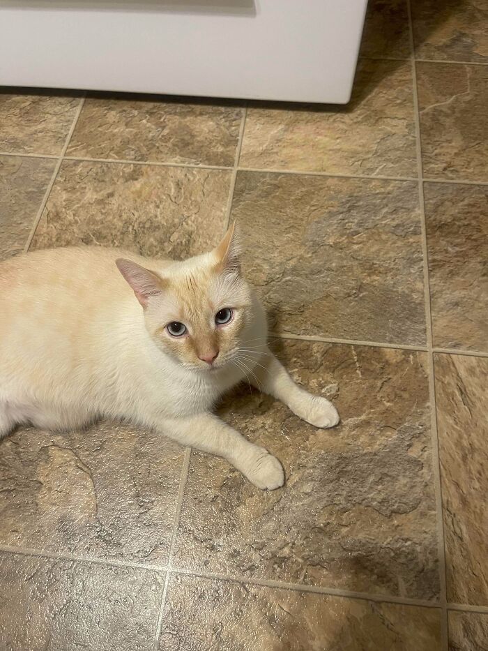 87 Soul-Soothing Photos Of Adopted Pets To Bring The Instant Warm Fuzzies (October Edition) 87 Soul-Soothing Photos Of Adopted Pets To Bring The Instant Warm Fuzzies (October Edition)