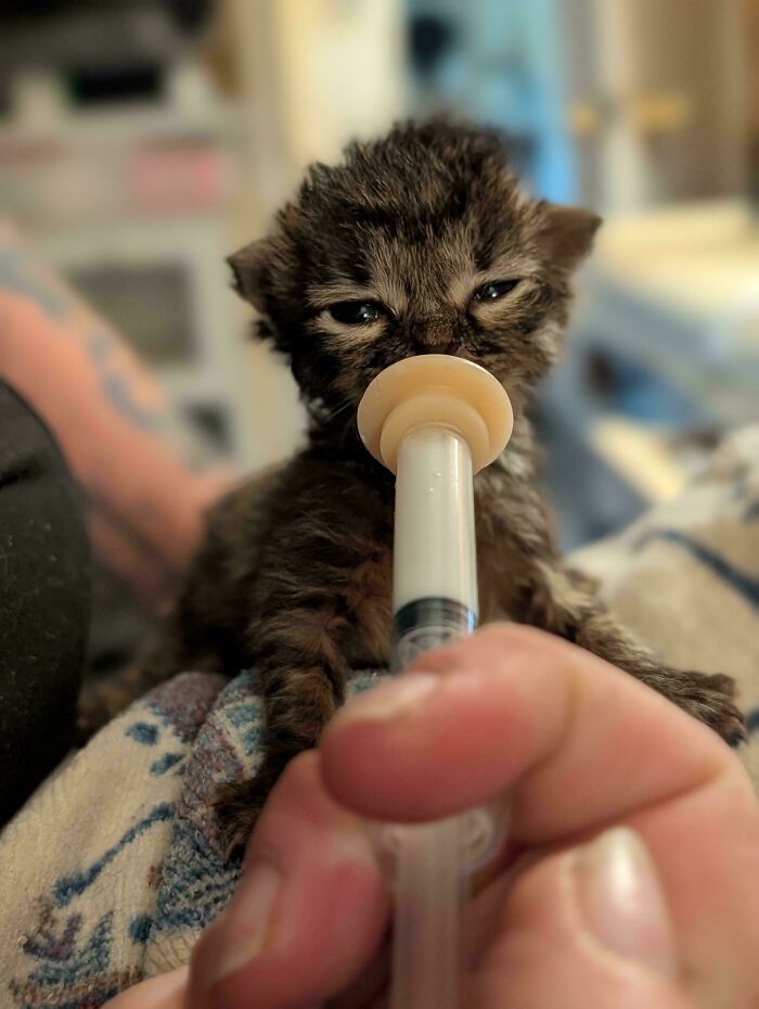 87 Soul-Soothing Photos Of Adopted Pets To Bring The Instant Warm Fuzzies (October Edition) 87 Soul-Soothing Photos Of Adopted Pets To Bring The Instant Warm Fuzzies (October Edition)