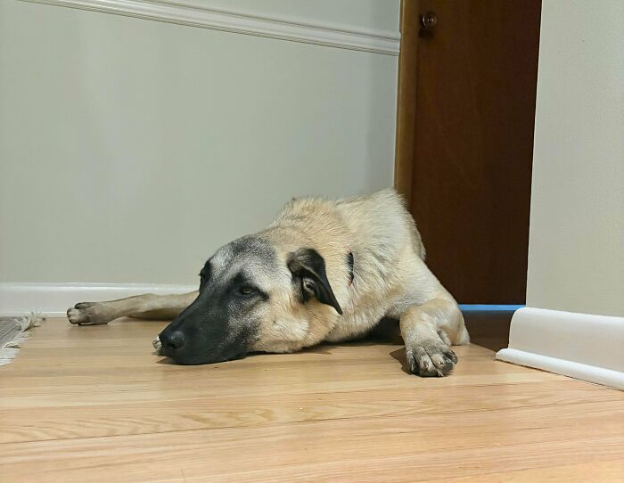 87 Soul-Soothing Photos Of Adopted Pets To Bring The Instant Warm Fuzzies (October Edition) 87 Soul-Soothing Photos Of Adopted Pets To Bring The Instant Warm Fuzzies (October Edition)