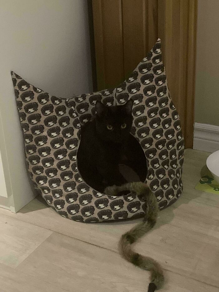 87 Soul-Soothing Photos Of Adopted Pets To Bring The Instant Warm Fuzzies (October Edition) 87 Soul-Soothing Photos Of Adopted Pets To Bring The Instant Warm Fuzzies (October Edition)