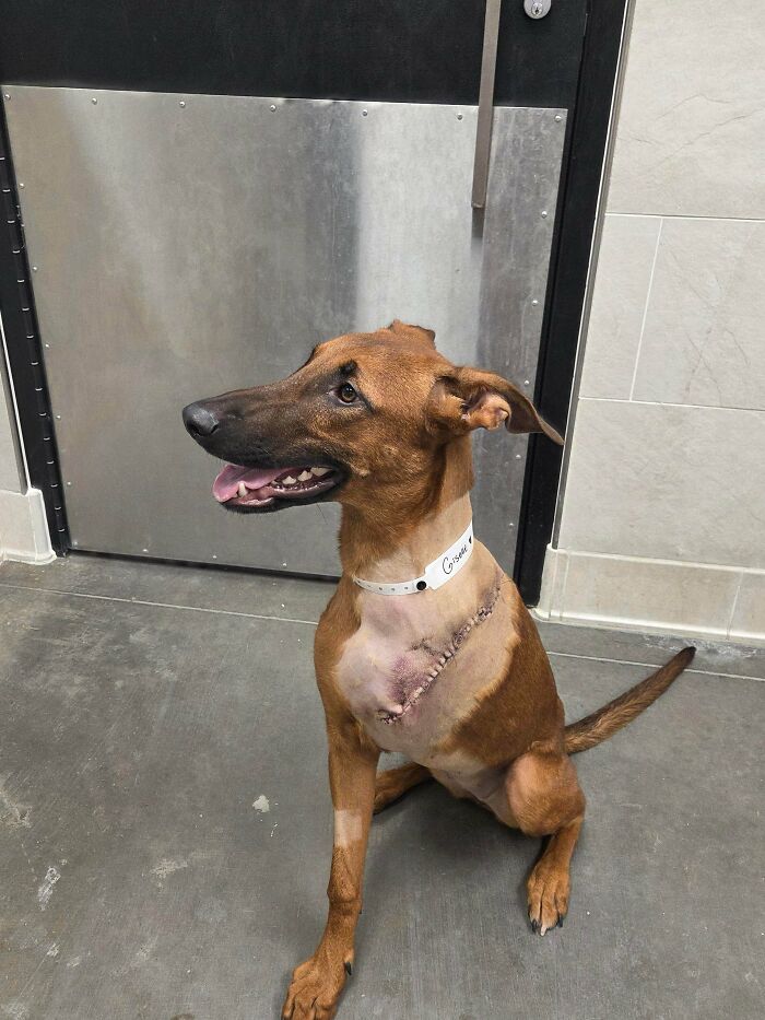 87 Soul-Soothing Photos Of Adopted Pets To Bring The Instant Warm Fuzzies (October Edition) 87 Soul-Soothing Photos Of Adopted Pets To Bring The Instant Warm Fuzzies (October Edition)