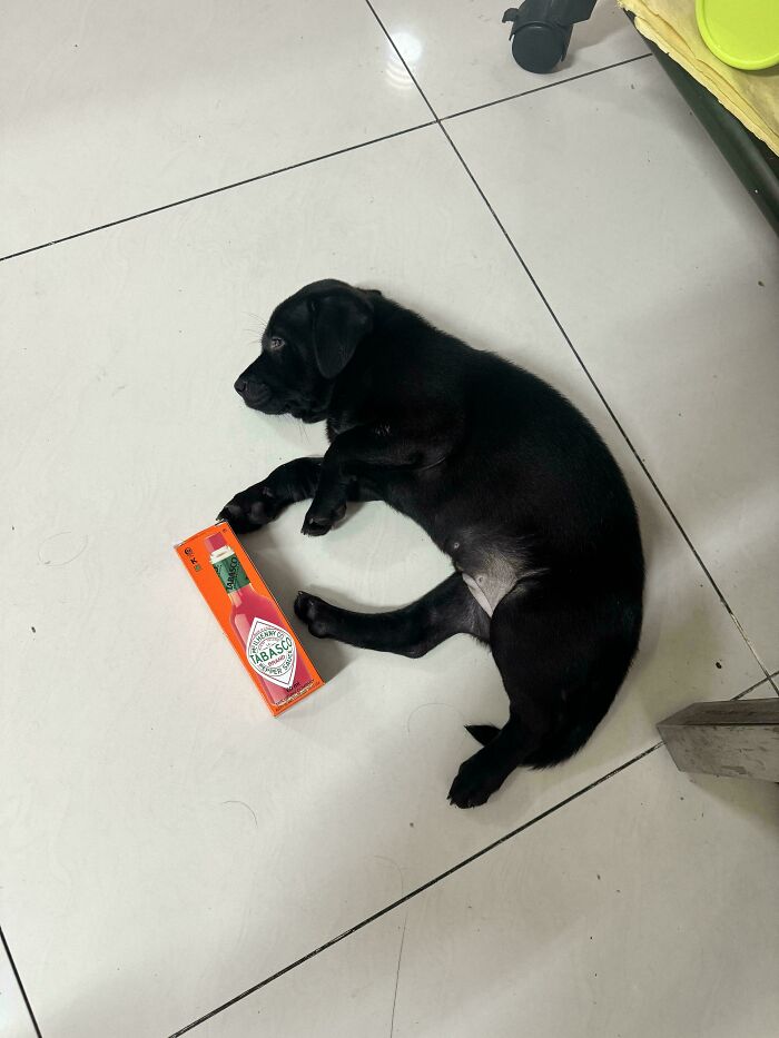 87 Soul-Soothing Photos Of Adopted Pets To Bring The Instant Warm Fuzzies (October Edition) 87 Soul-Soothing Photos Of Adopted Pets To Bring The Instant Warm Fuzzies (October Edition)