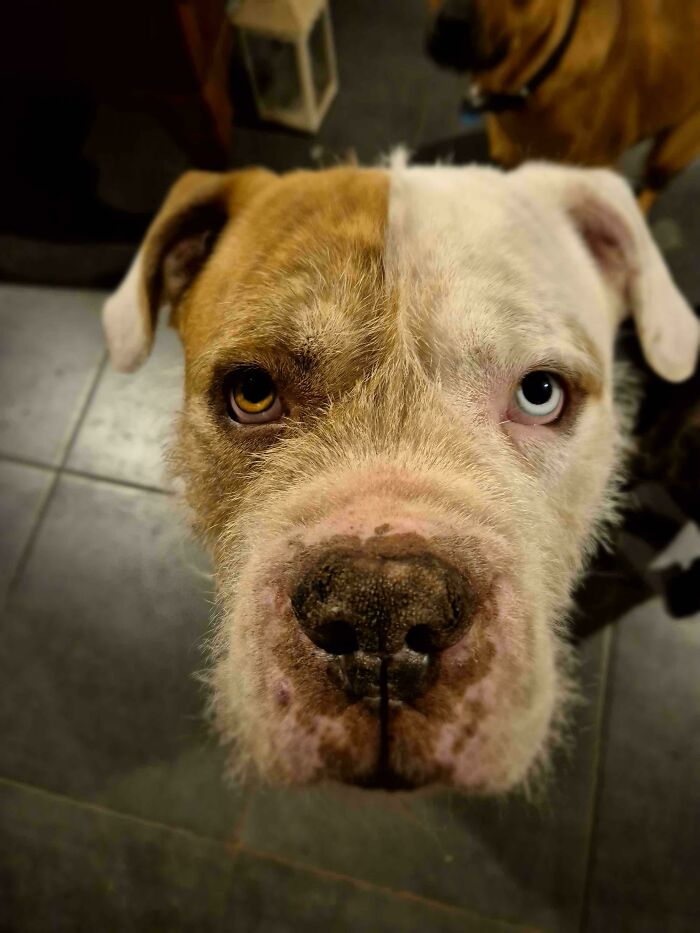 87 Soul-Soothing Photos Of Adopted Pets To Bring The Instant Warm Fuzzies (October Edition) 87 Soul-Soothing Photos Of Adopted Pets To Bring The Instant Warm Fuzzies (October Edition)