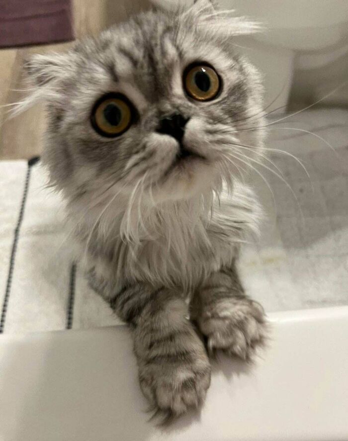 87 Soul-Soothing Photos Of Adopted Pets To Bring The Instant Warm Fuzzies (October Edition) 87 Soul-Soothing Photos Of Adopted Pets To Bring The Instant Warm Fuzzies (October Edition)