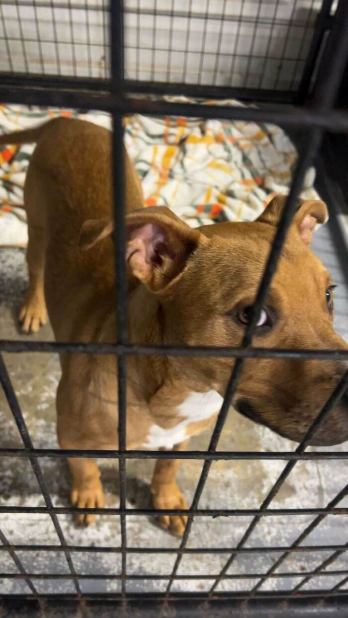 87 Soul-Soothing Photos Of Adopted Pets To Bring The Instant Warm Fuzzies (October Edition) 87 Soul-Soothing Photos Of Adopted Pets To Bring The Instant Warm Fuzzies (October Edition)