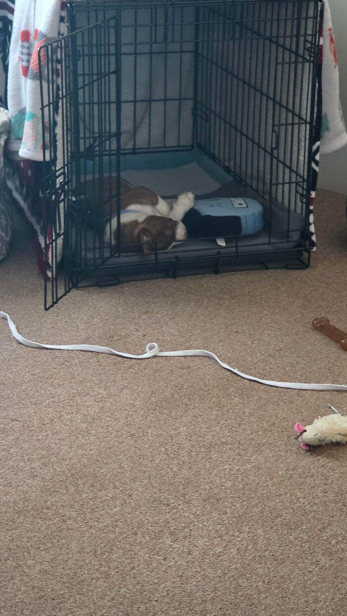 87 Soul-Soothing Photos Of Adopted Pets To Bring The Instant Warm Fuzzies (October Edition) 87 Soul-Soothing Photos Of Adopted Pets To Bring The Instant Warm Fuzzies (October Edition)