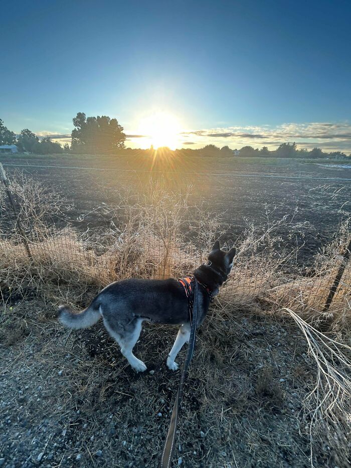 87 Soul-Soothing Photos Of Adopted Pets To Bring The Instant Warm Fuzzies (October Edition) 87 Soul-Soothing Photos Of Adopted Pets To Bring The Instant Warm Fuzzies (October Edition)