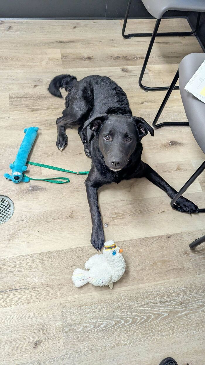 87 Soul-Soothing Photos Of Adopted Pets To Bring The Instant Warm Fuzzies (October Edition) 87 Soul-Soothing Photos Of Adopted Pets To Bring The Instant Warm Fuzzies (October Edition)