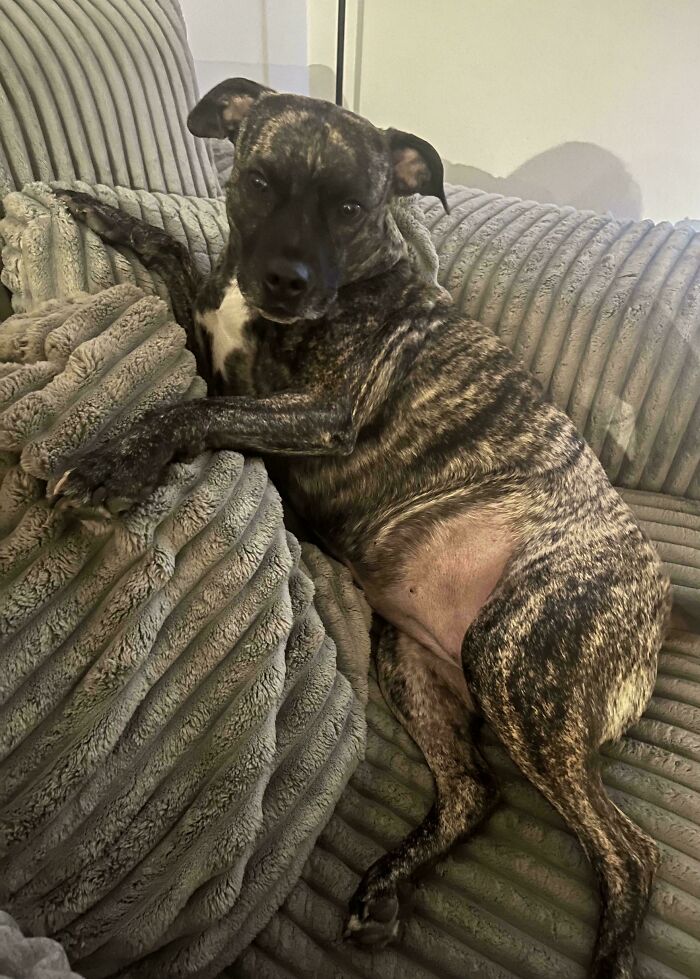 87 Soul-Soothing Photos Of Adopted Pets To Bring The Instant Warm Fuzzies (October Edition) 87 Soul-Soothing Photos Of Adopted Pets To Bring The Instant Warm Fuzzies (October Edition)