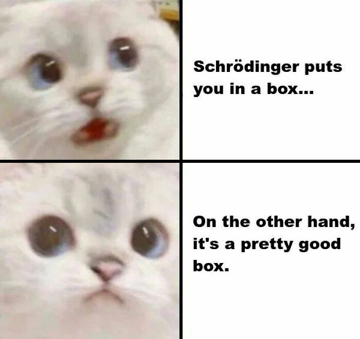 ‘Give Me Cat Memes’: 50 Funny Cat Memes To Brighten You And Your Pet’s Day ‘Give Me Cat Memes’: 50 Funny Cat Memes To Brighten You And Your Pet’s Day