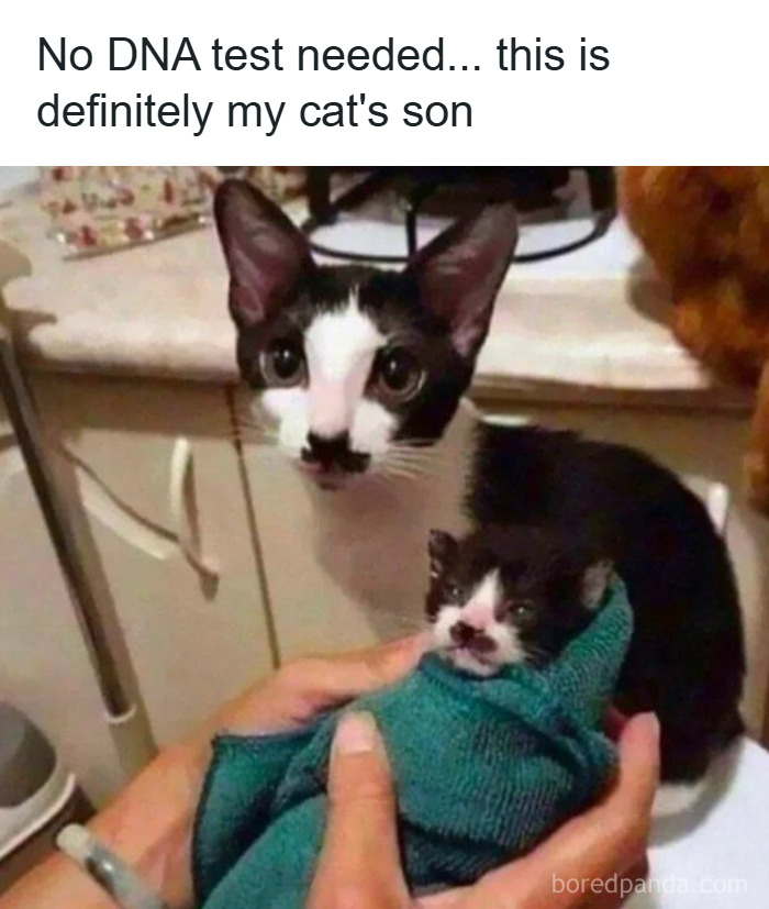 ‘Give Me Cat Memes’: 50 Funny Cat Memes To Brighten You And Your Pet’s Day ‘Give Me Cat Memes’: 50 Funny Cat Memes To Brighten You And Your Pet’s Day