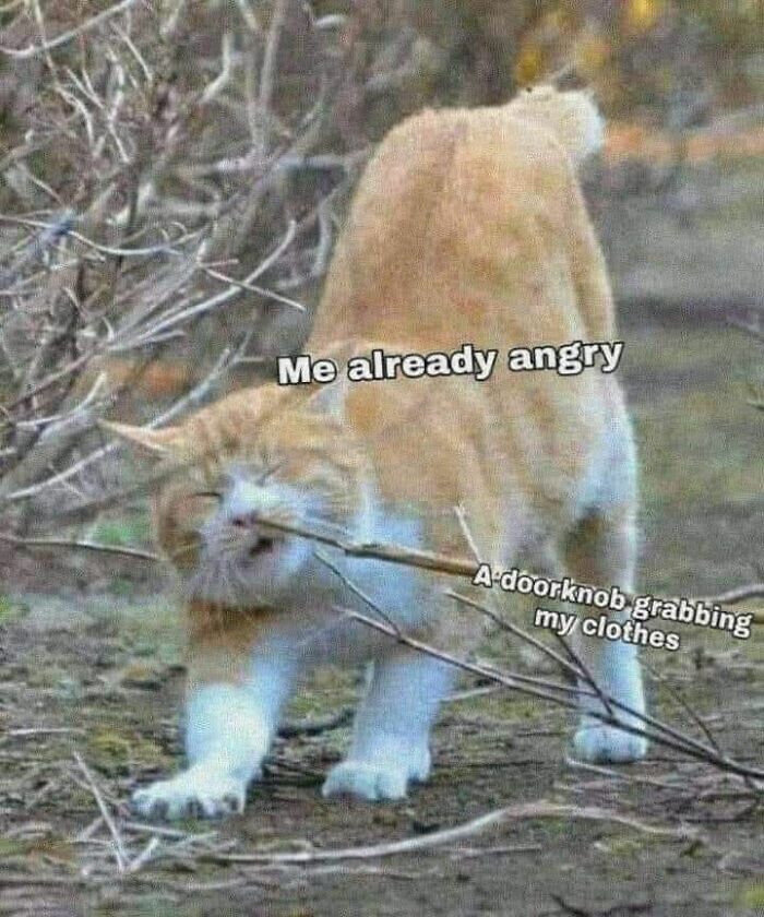 ‘Give Me Cat Memes’: 50 Funny Cat Memes To Brighten You And Your Pet’s Day ‘Give Me Cat Memes’: 50 Funny Cat Memes To Brighten You And Your Pet’s Day