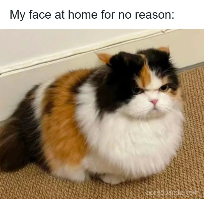 ‘Give Me Cat Memes’: 50 Funny Cat Memes To Brighten You And Your Pet’s Day ‘Give Me Cat Memes’: 50 Funny Cat Memes To Brighten You And Your Pet’s Day
