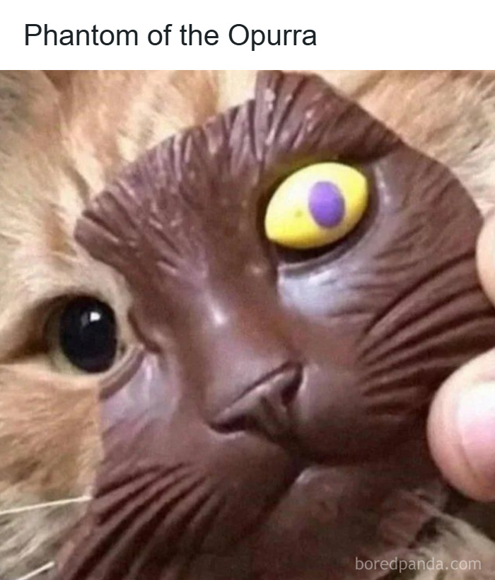 ‘Give Me Cat Memes’: 50 Funny Cat Memes To Brighten You And Your Pet’s Day ‘Give Me Cat Memes’: 50 Funny Cat Memes To Brighten You And Your Pet’s Day