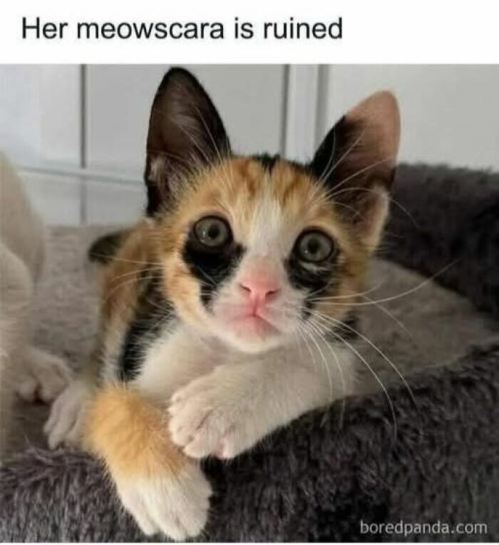 ‘Give Me Cat Memes’: 50 Funny Cat Memes To Brighten You And Your Pet’s Day ‘Give Me Cat Memes’: 50 Funny Cat Memes To Brighten You And Your Pet’s Day