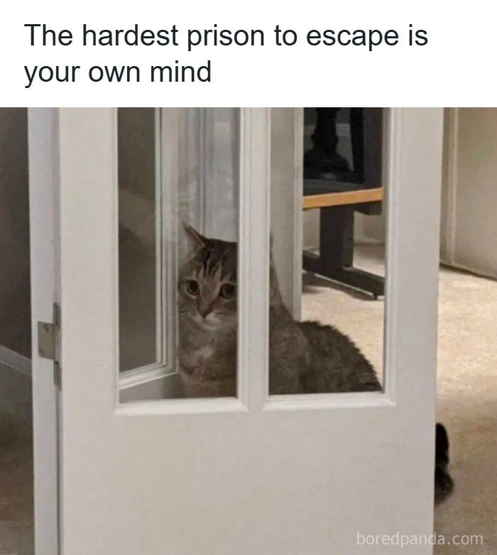‘Give Me Cat Memes’: 50 Funny Cat Memes To Brighten You And Your Pet’s Day ‘Give Me Cat Memes’: 50 Funny Cat Memes To Brighten You And Your Pet’s Day
