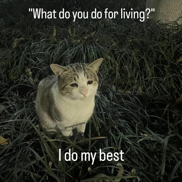 ‘Give Me Cat Memes’: 50 Funny Cat Memes To Brighten You And Your Pet’s Day ‘Give Me Cat Memes’: 50 Funny Cat Memes To Brighten You And Your Pet’s Day