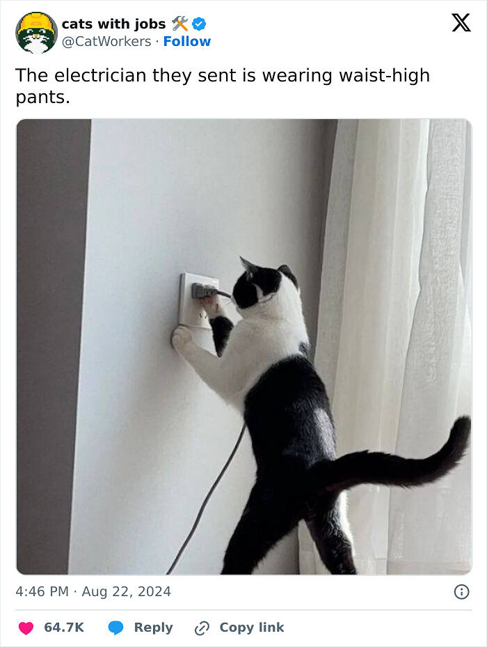 ‘Give Me Cat Memes’: 50 Funny Cat Memes To Brighten You And Your Pet’s Day ‘Give Me Cat Memes’: 50 Funny Cat Memes To Brighten You And Your Pet’s Day