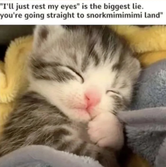 ‘Give Me Cat Memes’: 50 Funny Cat Memes To Brighten You And Your Pet’s Day ‘Give Me Cat Memes’: 50 Funny Cat Memes To Brighten You And Your Pet’s Day