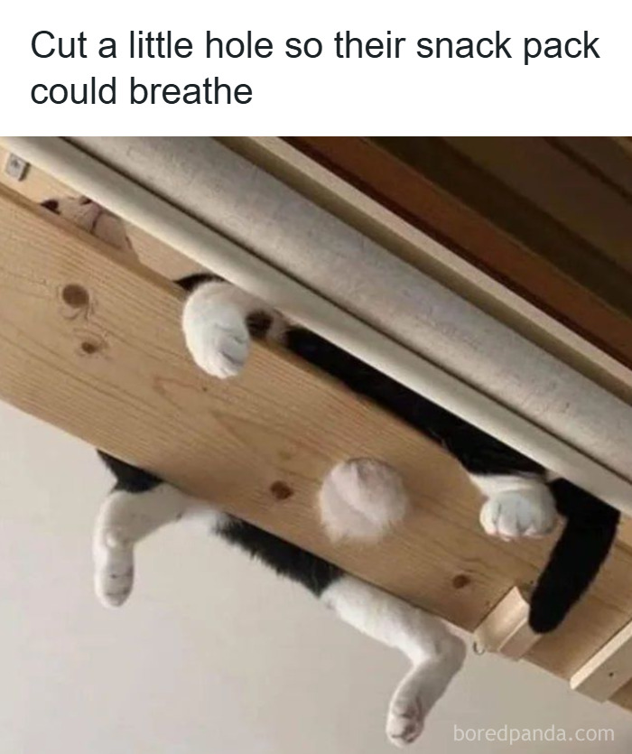 ‘Give Me Cat Memes’: 50 Funny Cat Memes To Brighten You And Your Pet’s Day ‘Give Me Cat Memes’: 50 Funny Cat Memes To Brighten You And Your Pet’s Day