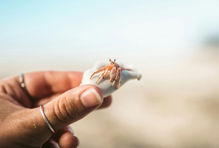 Teacher Gives Kids Hermit Crabs As Pets, Faces Backlash From Parent After One Of Them Dies Teacher Gives Kids Hermit Crabs As Pets, Faces Backlash From Parent After One Of Them Dies