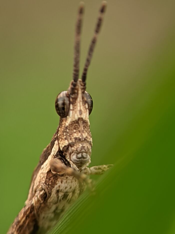 12 Stunning Macro Photos I Took With Oneplus 13r