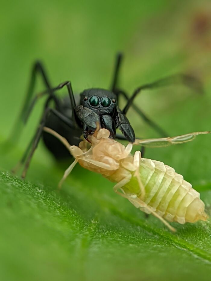 12 Stunning Macro Photos I Took With Oneplus 13r