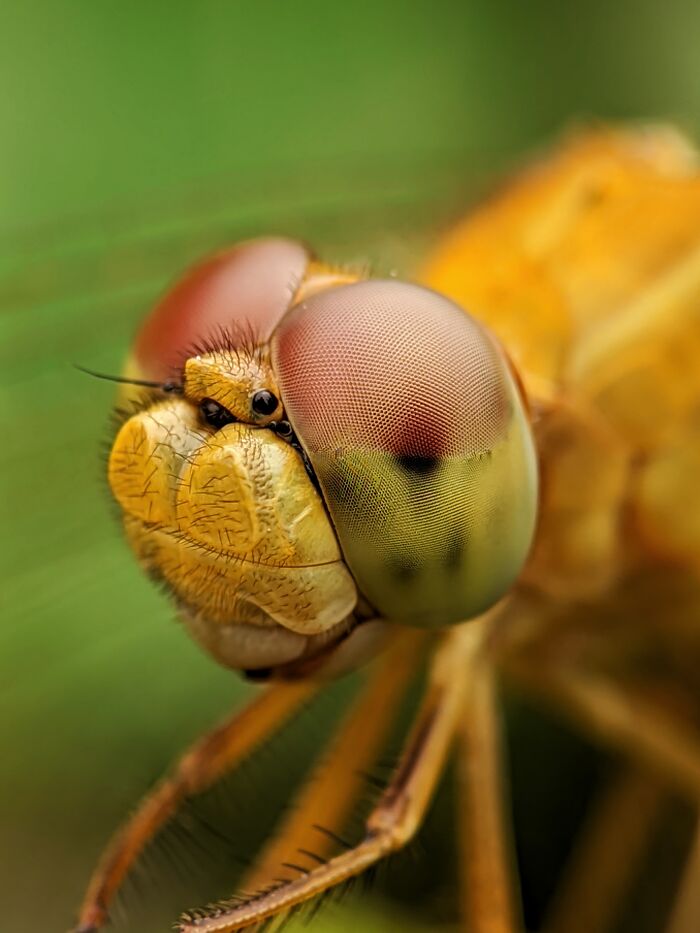 12 Stunning Macro Photos I Took With Oneplus 13r