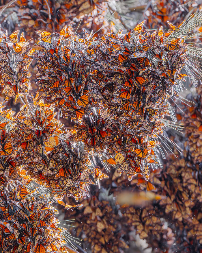 Among A Sea Of Monarch Butterflies In Mexico — The Most Magical Thing I’ve Ever Seen (35 New Pics) Among A Sea Of Monarch Butterflies In Mexico — The Most Magical Thing I’ve Ever Seen (35 New Pics)