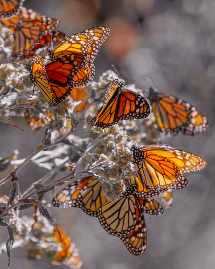 Among A Sea Of Monarch Butterflies In Mexico — The Most Magical Thing I’ve Ever Seen (35 New Pics) Among A Sea Of Monarch Butterflies In Mexico — The Most Magical Thing I’ve Ever Seen (35 New Pics)