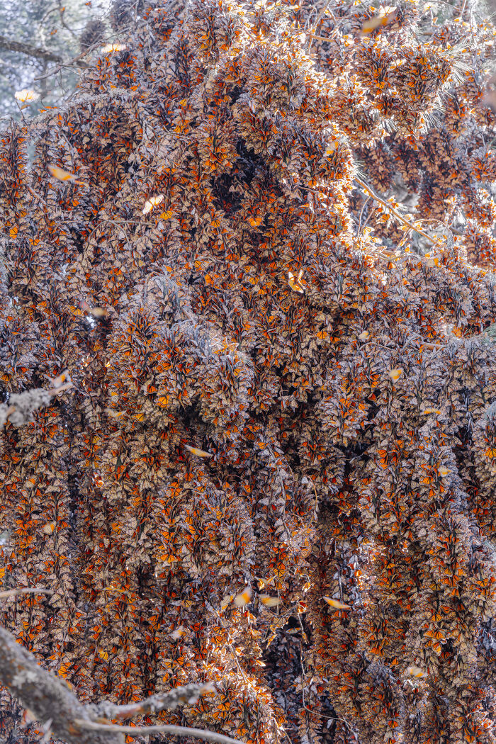 Among A Sea Of Monarch Butterflies In Mexico — The Most Magical Thing I’ve Ever Seen (35 New Pics) Among A Sea Of Monarch Butterflies In Mexico — The Most Magical Thing I’ve Ever Seen (35 New Pics)