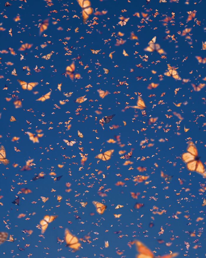 Among A Sea Of Monarch Butterflies In Mexico — The Most Magical Thing I’ve Ever Seen (35 New Pics) Among A Sea Of Monarch Butterflies In Mexico — The Most Magical Thing I’ve Ever Seen (35 New Pics)