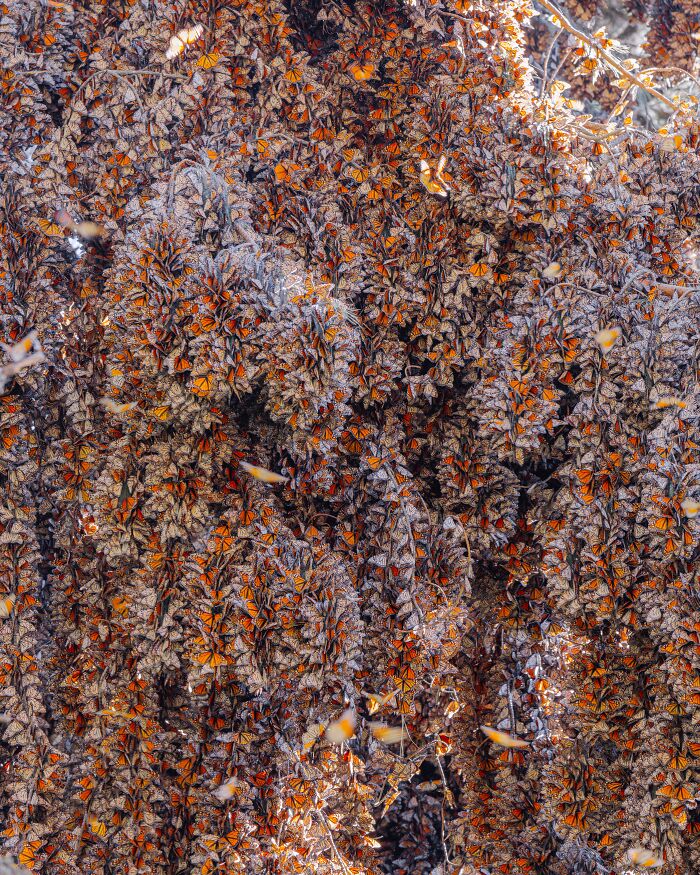 Among A Sea Of Monarch Butterflies In Mexico — The Most Magical Thing I’ve Ever Seen (35 New Pics) Among A Sea Of Monarch Butterflies In Mexico — The Most Magical Thing I’ve Ever Seen (35 New Pics)