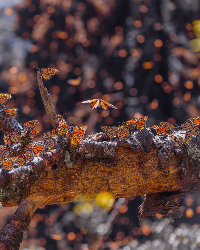 Among A Sea Of Monarch Butterflies In Mexico — The Most Magical Thing I’ve Ever Seen (35 New Pics) Among A Sea Of Monarch Butterflies In Mexico — The Most Magical Thing I’ve Ever Seen (35 New Pics)