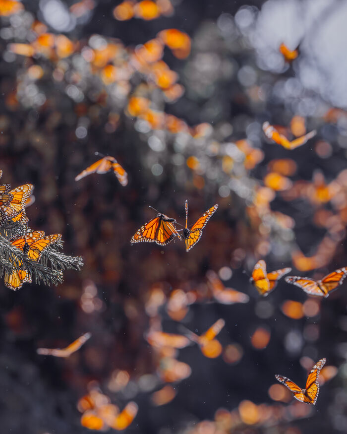 Among A Sea Of Monarch Butterflies In Mexico — The Most Magical Thing I’ve Ever Seen (35 New Pics) Among A Sea Of Monarch Butterflies In Mexico — The Most Magical Thing I’ve Ever Seen (35 New Pics)