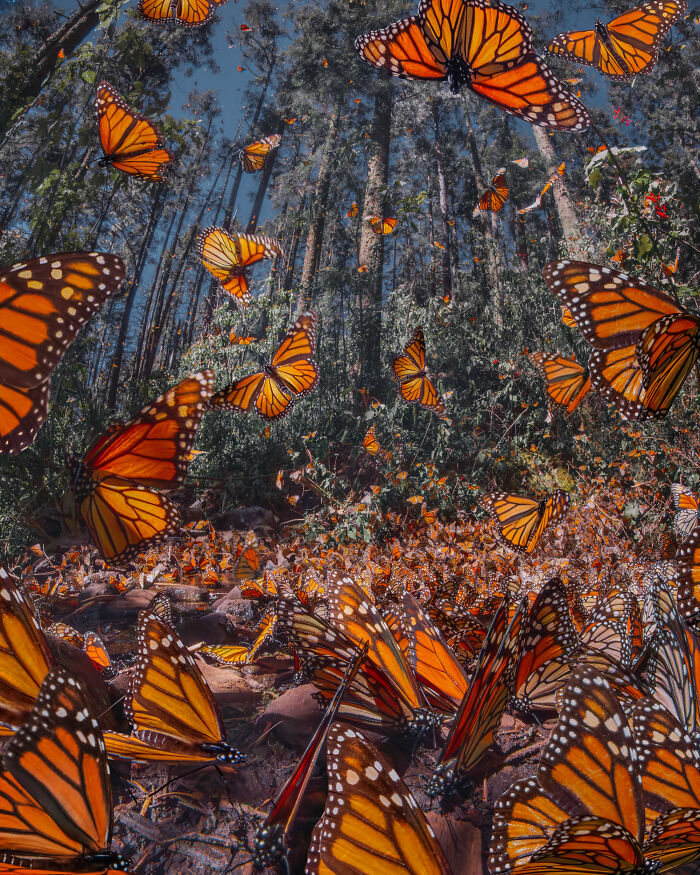 Among A Sea Of Monarch Butterflies In Mexico — The Most Magical Thing I’ve Ever Seen (35 New Pics) Among A Sea Of Monarch Butterflies In Mexico — The Most Magical Thing I’ve Ever Seen (35 New Pics)