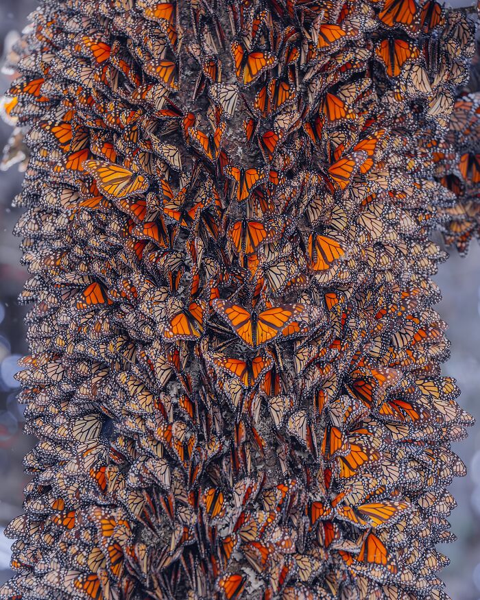 Among A Sea Of Monarch Butterflies In Mexico — The Most Magical Thing I’ve Ever Seen (35 New Pics) Among A Sea Of Monarch Butterflies In Mexico — The Most Magical Thing I’ve Ever Seen (35 New Pics)