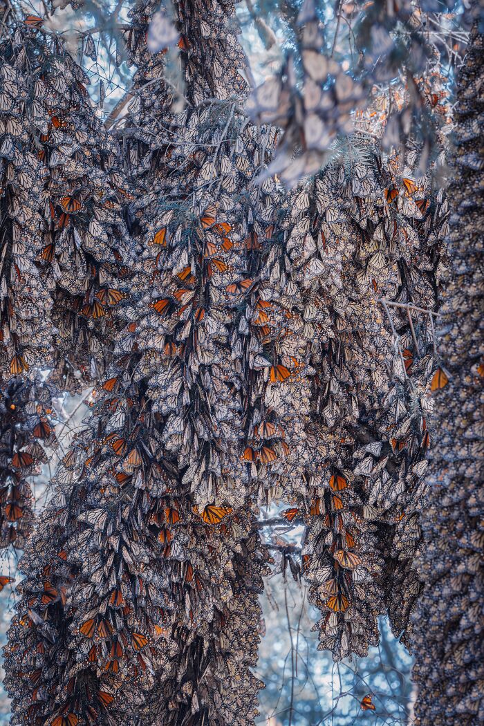 Among A Sea Of Monarch Butterflies In Mexico — The Most Magical Thing I’ve Ever Seen (35 New Pics) Among A Sea Of Monarch Butterflies In Mexico — The Most Magical Thing I’ve Ever Seen (35 New Pics)