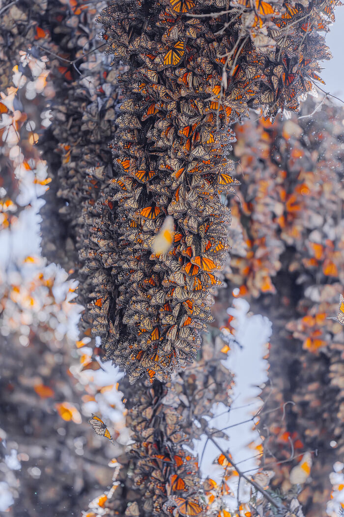 Among A Sea Of Monarch Butterflies In Mexico — The Most Magical Thing I’ve Ever Seen (35 New Pics) Among A Sea Of Monarch Butterflies In Mexico — The Most Magical Thing I’ve Ever Seen (35 New Pics)