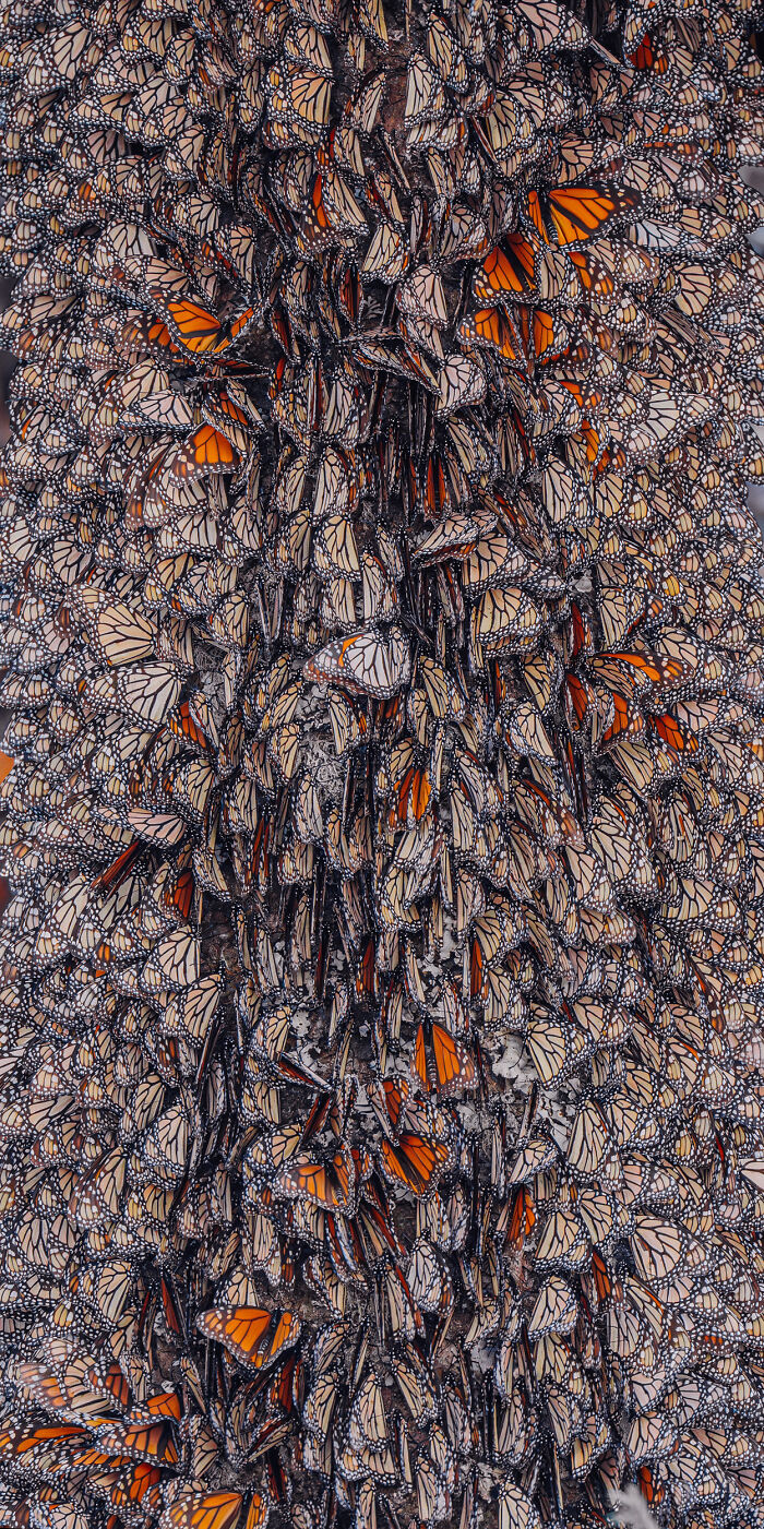 Among A Sea Of Monarch Butterflies In Mexico — The Most Magical Thing I’ve Ever Seen (35 New Pics) Among A Sea Of Monarch Butterflies In Mexico — The Most Magical Thing I’ve Ever Seen (35 New Pics)