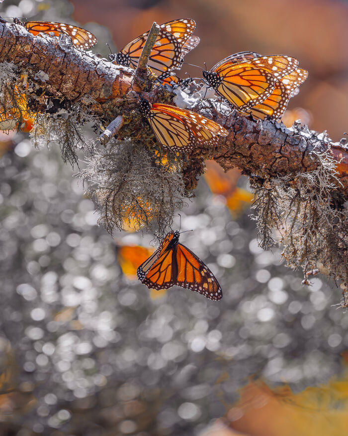Among A Sea Of Monarch Butterflies In Mexico — The Most Magical Thing I’ve Ever Seen (35 New Pics) Among A Sea Of Monarch Butterflies In Mexico — The Most Magical Thing I’ve Ever Seen (35 New Pics)