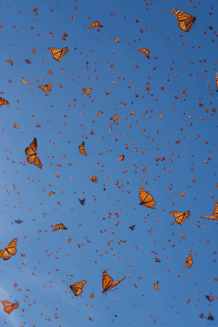 Among A Sea Of Monarch Butterflies In Mexico — The Most Magical Thing I’ve Ever Seen (35 New Pics) Among A Sea Of Monarch Butterflies In Mexico — The Most Magical Thing I’ve Ever Seen (35 New Pics)