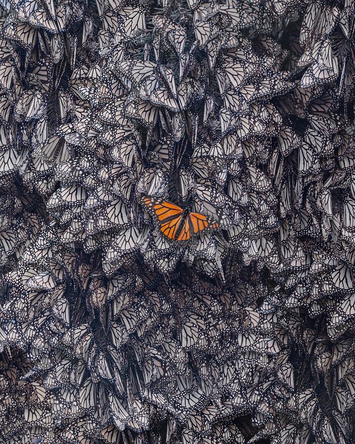 Among A Sea Of Monarch Butterflies In Mexico — The Most Magical Thing I’ve Ever Seen (35 New Pics) Among A Sea Of Monarch Butterflies In Mexico — The Most Magical Thing I’ve Ever Seen (35 New Pics)