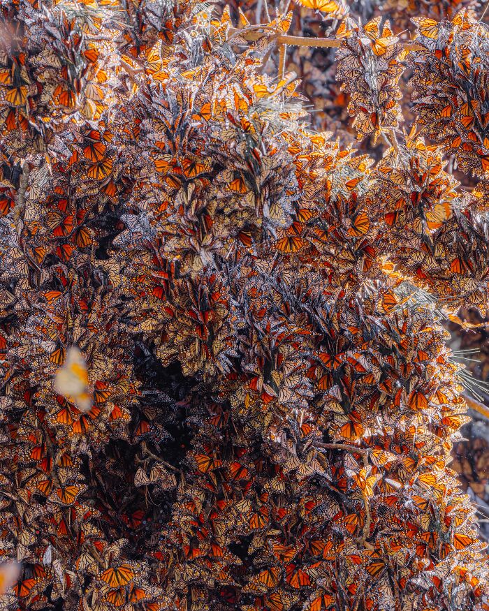 Among A Sea Of Monarch Butterflies In Mexico — The Most Magical Thing I’ve Ever Seen (35 New Pics) Among A Sea Of Monarch Butterflies In Mexico — The Most Magical Thing I’ve Ever Seen (35 New Pics)