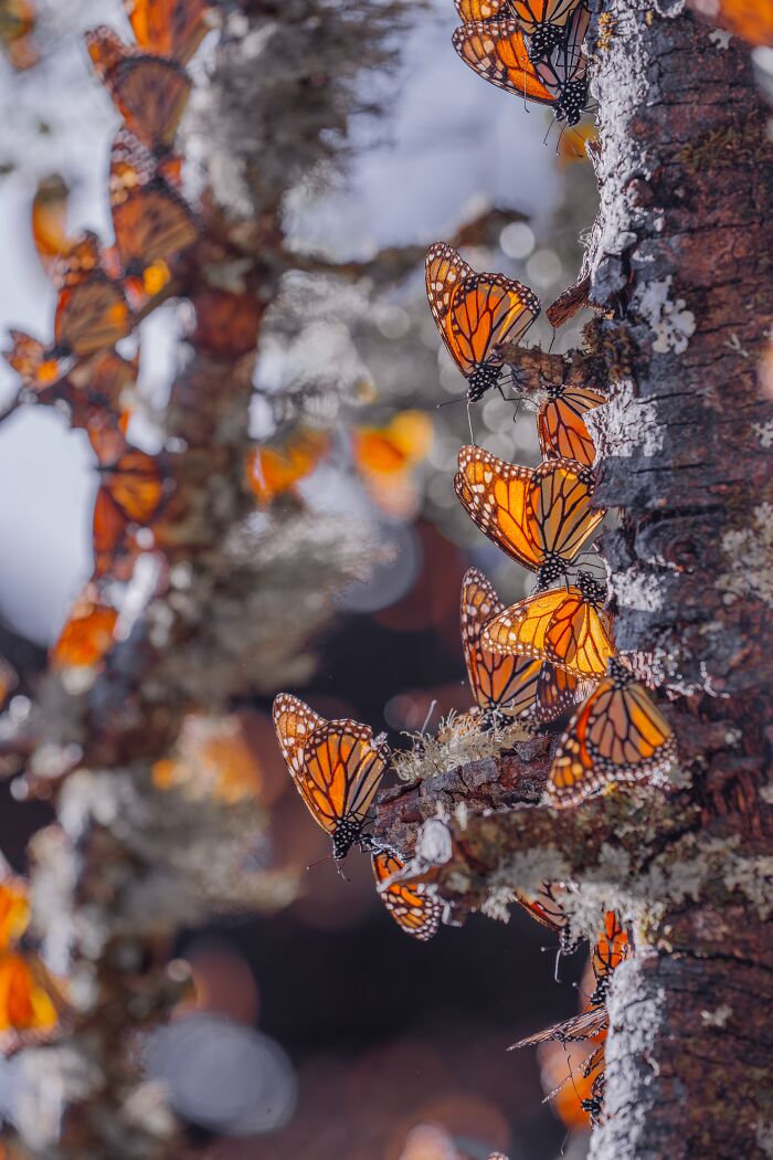 Among A Sea Of Monarch Butterflies In Mexico — The Most Magical Thing I’ve Ever Seen (35 New Pics) Among A Sea Of Monarch Butterflies In Mexico — The Most Magical Thing I’ve Ever Seen (35 New Pics)