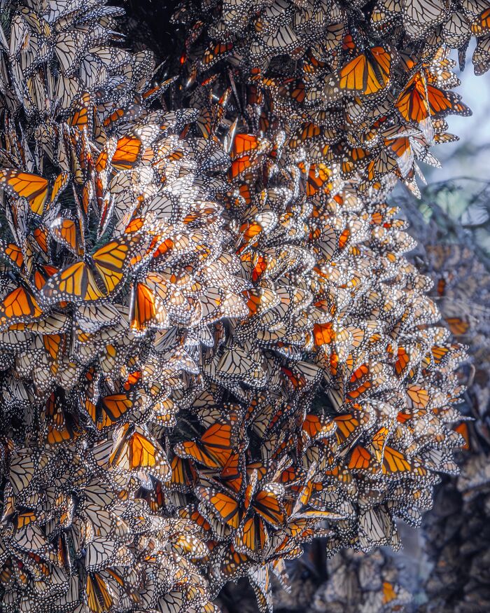 Among A Sea Of Monarch Butterflies In Mexico — The Most Magical Thing I’ve Ever Seen (35 New Pics) Among A Sea Of Monarch Butterflies In Mexico — The Most Magical Thing I’ve Ever Seen (35 New Pics)