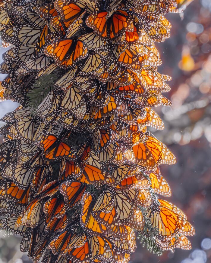 Among A Sea Of Monarch Butterflies In Mexico — The Most Magical Thing I’ve Ever Seen (35 New Pics) Among A Sea Of Monarch Butterflies In Mexico — The Most Magical Thing I’ve Ever Seen (35 New Pics)